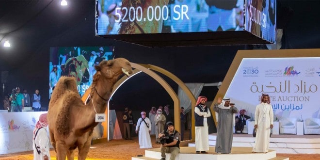 5 ملايين ريال قيمة أعلى سوم في ختام مزاد مهرجان الملك عبدالعزيز للإبل مجلة رواد الأعمال