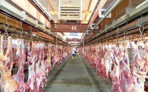 «الهدي والأضاحي»: ذبح 500 ألف أضحية خلال 24 ساعة