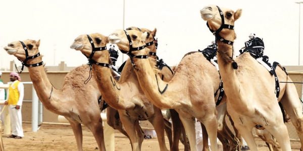 مهرجان ولي العهد للهجن