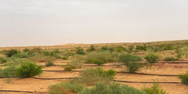 واحة بريدة الخضراء تستهدف جذب الاستثمارات من داخل المملكة وخارجها واحة بريدة