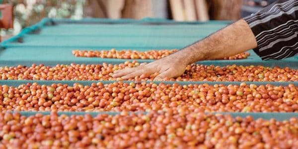 مزارعي البن بالعيدابي