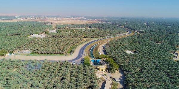 واحة الأحساء