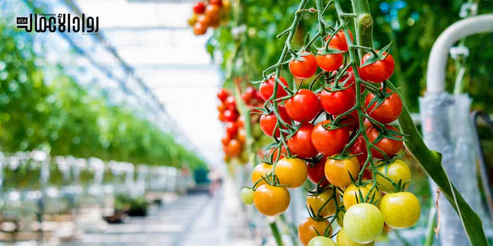 درسة جدوى مشروع الصوب الزراعية