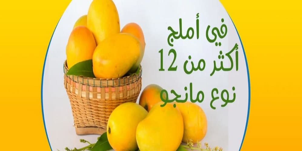 مهرجان مانجو أملج
