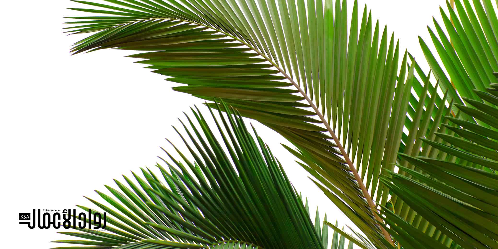مشروع مربح