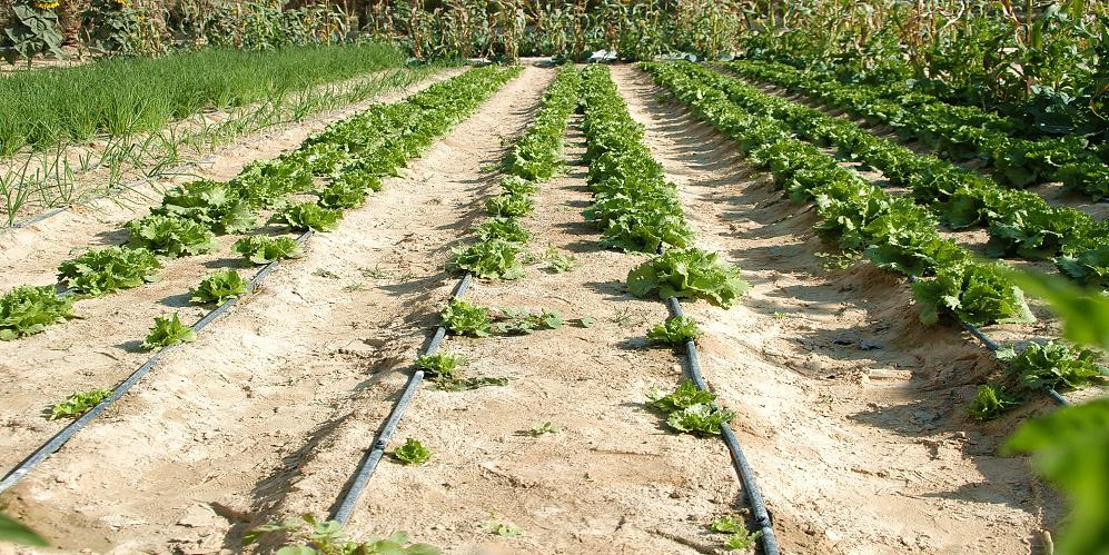 مبادرة خفض استهلاك المياه