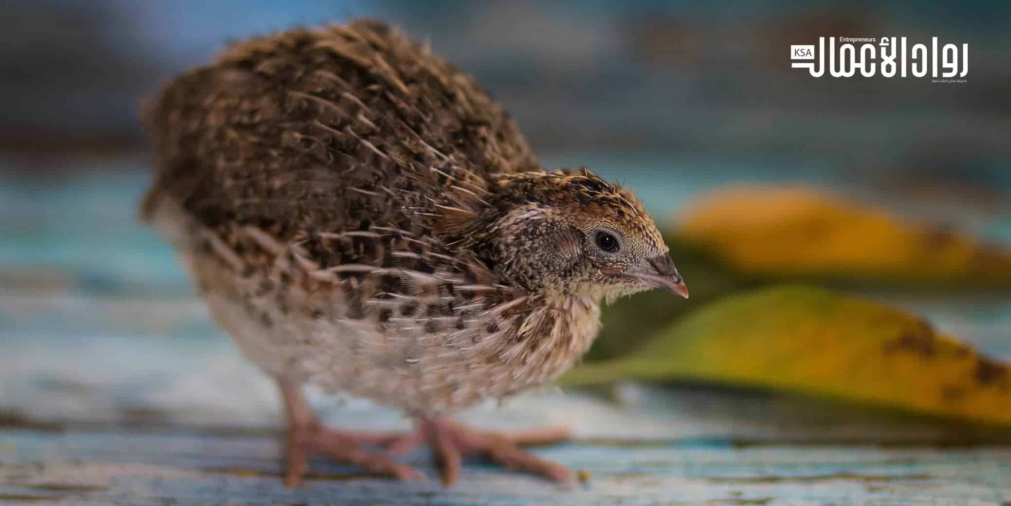 مشروع تربية السمان