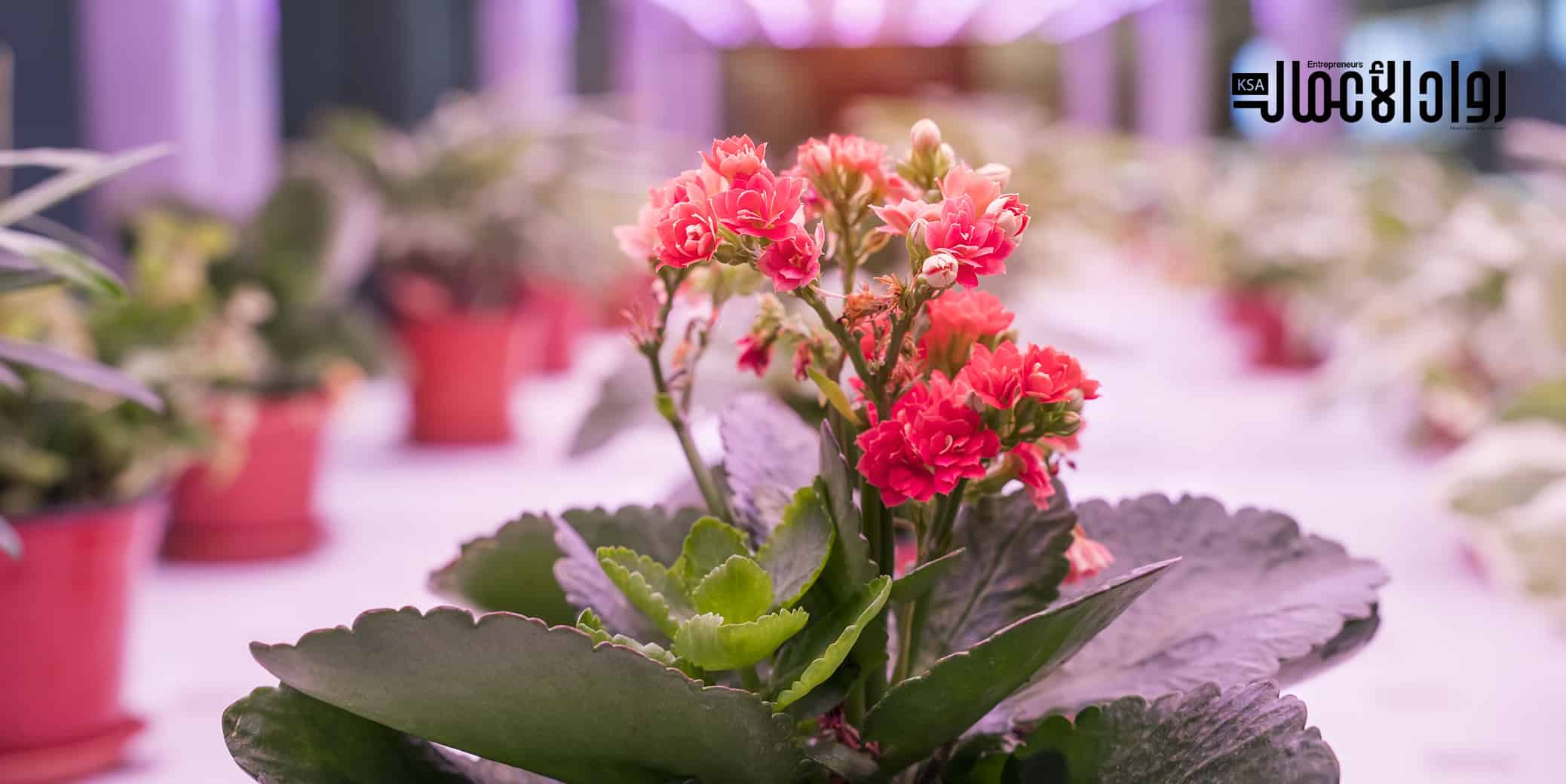 مشروع زراعة نباتات الزينة