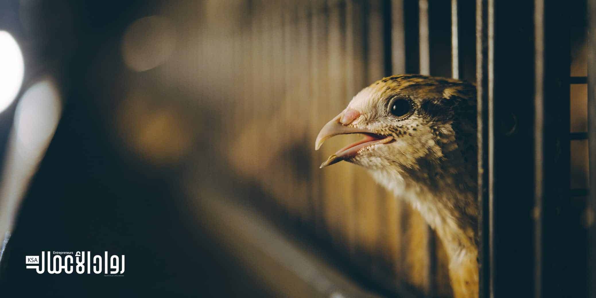 مشروع تربية السمان