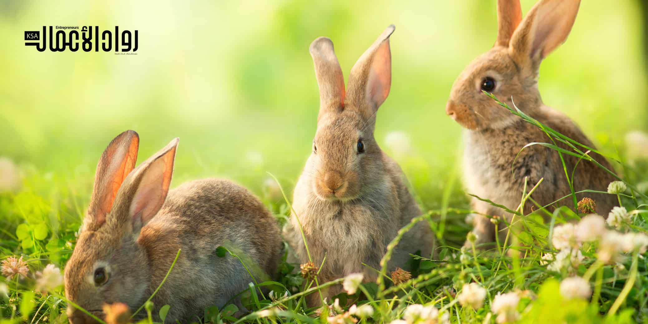 مشروع تربية الأرانب