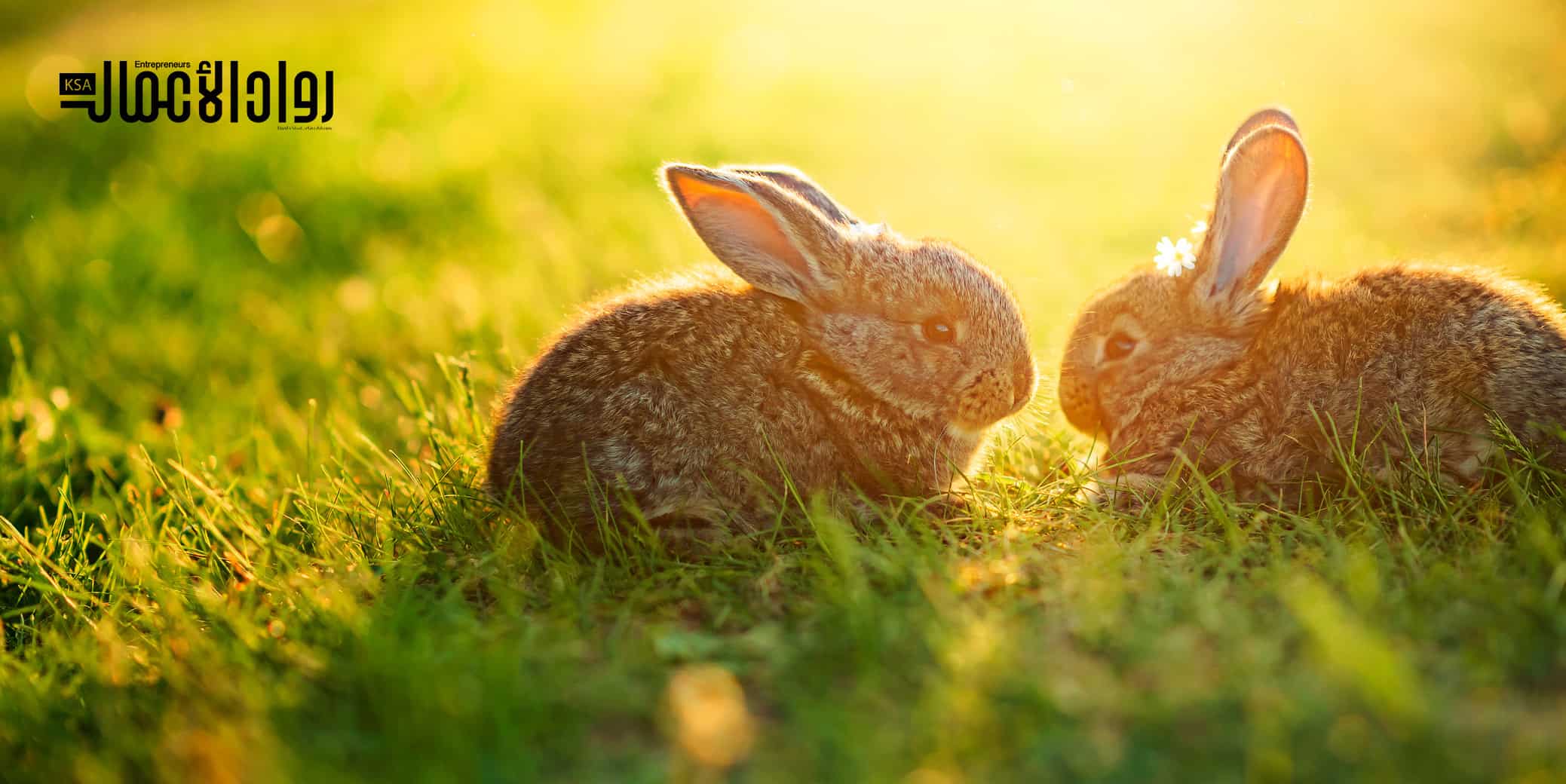 مشروع تربية الأرانب