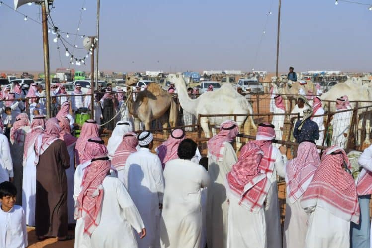 خلال ثالث أيامه.. حضور لافت في مهرجان مزاد الإبل بنجران مهرجان مزاد الإبل