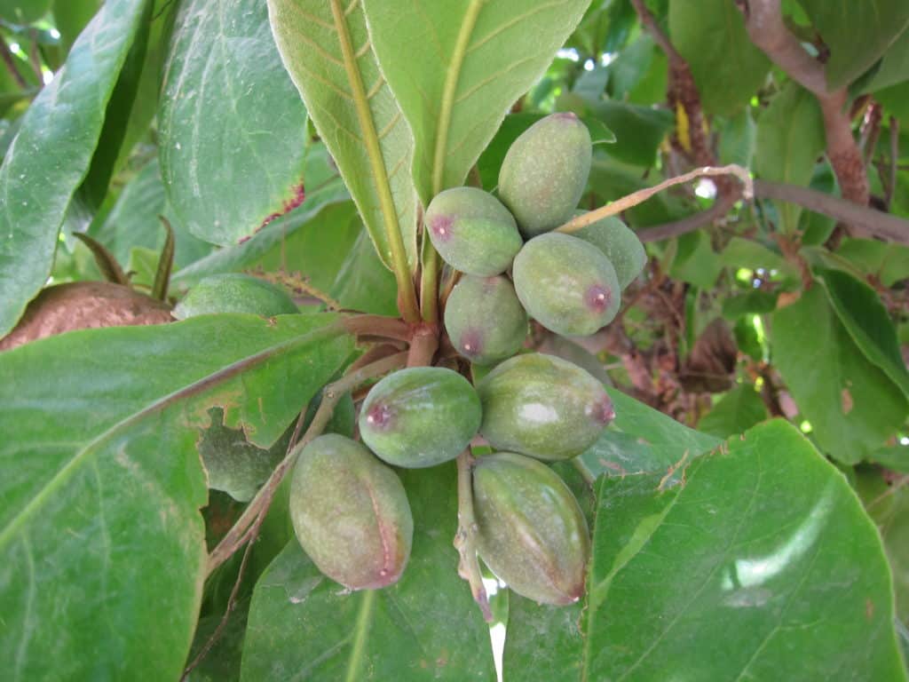 مشروع زراعة اللوز