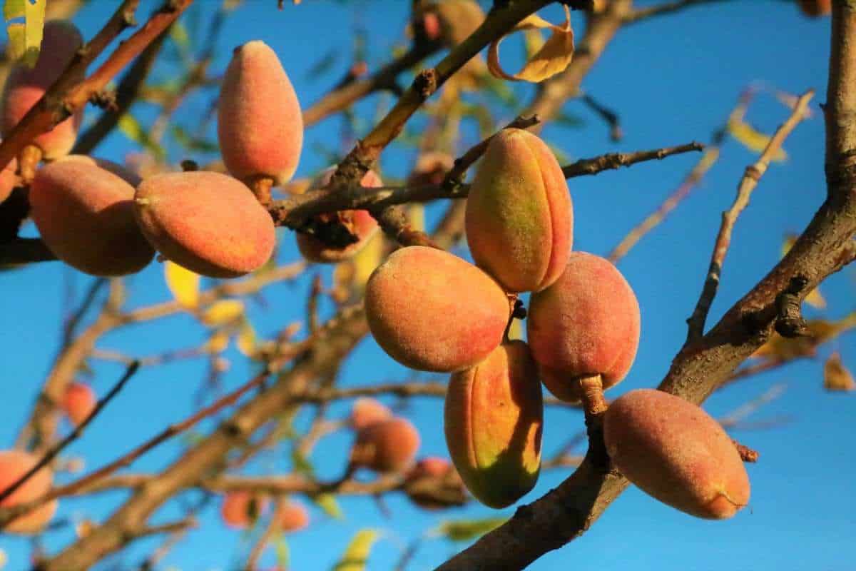 مشروع زراعة اللوز