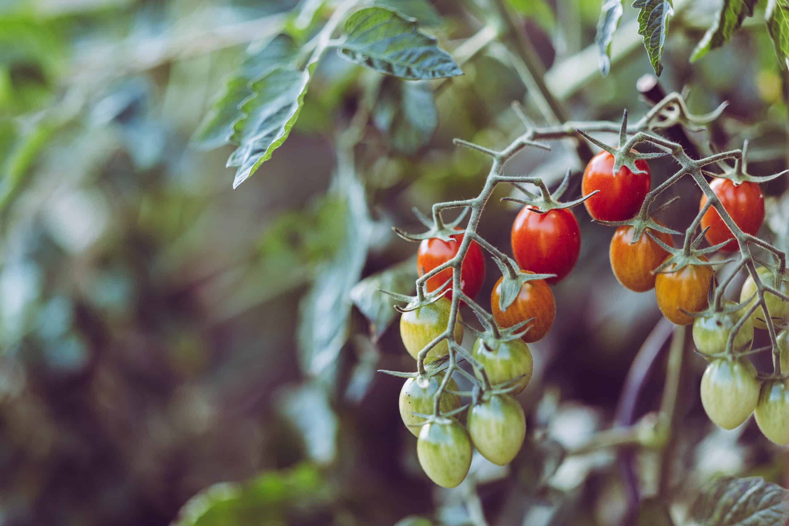مشروع زراعة الطماطم