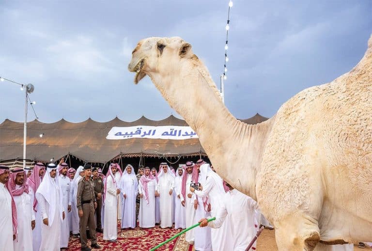 مهرجان العقيلات لمزاد الإبل