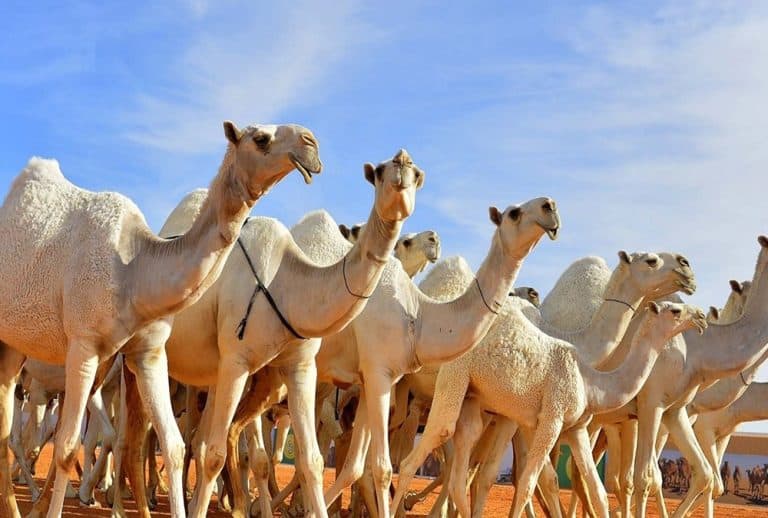 مهرجان الملك عبدالعزيز للإبل