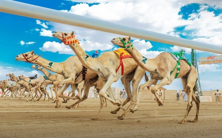 مهرجان الهجن في السعودية