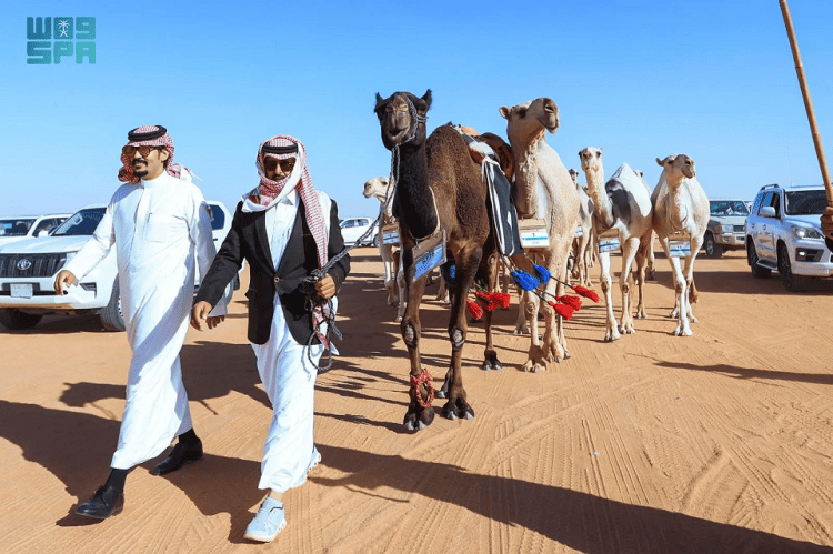 مزادات الإبل