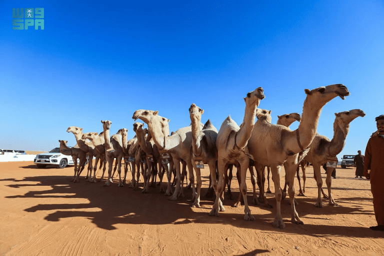 مهرجان الملك عبدالعزيز للإبل