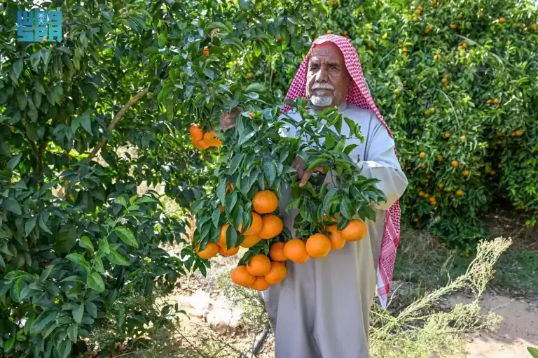 مهرجان حمضيات حائل