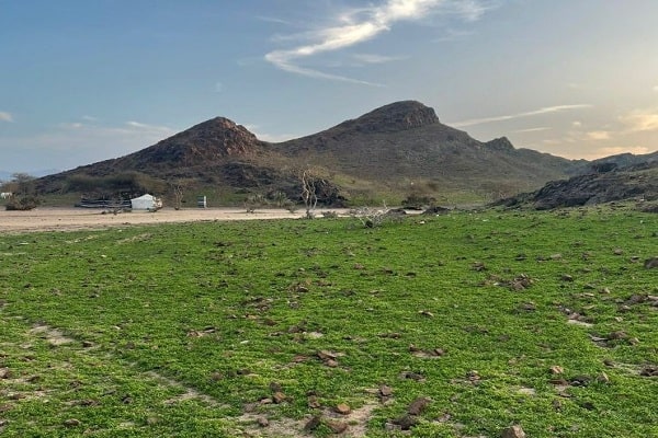 الغطاء النباتي في المدينة المنورة