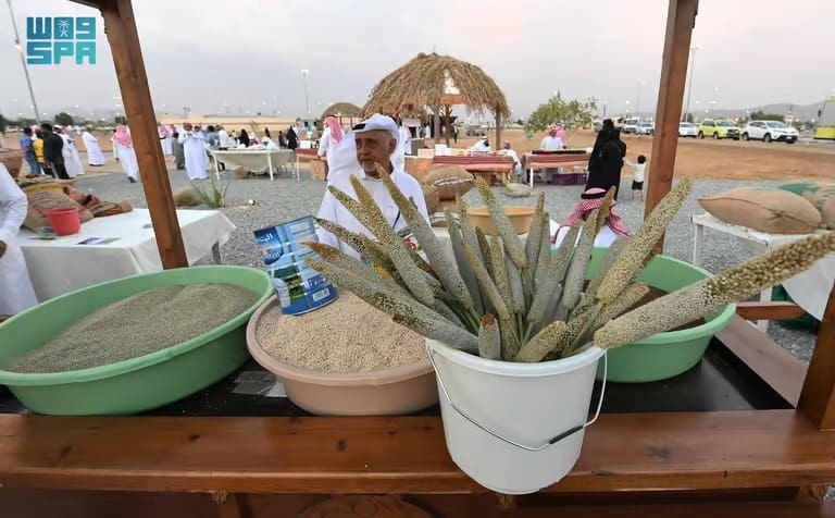 “اللؤلؤي وذيل الثعلب”.. عسير تنمي زراعة “الدخن” الأصيلة| صور زراعة الدخن