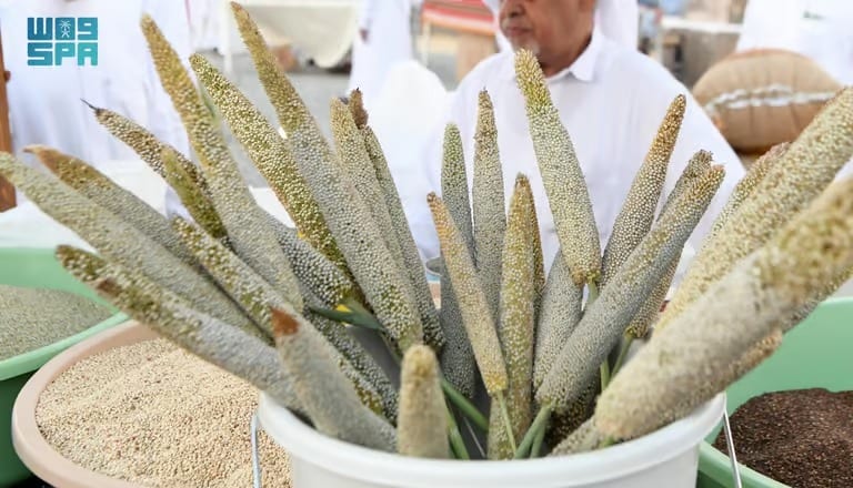 زراعة الدخن