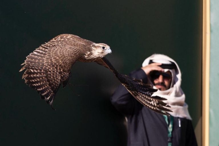 كأس العلا للصقور 2023.. الصقّار عبدالله الهتان يحسم منافسات المسار الأول كأس العلا للصقور 2023