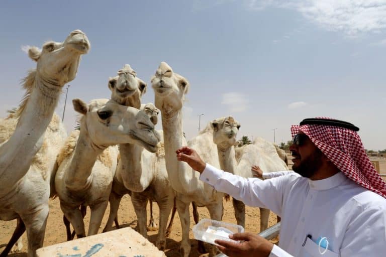 عام الإبل في السعودية
