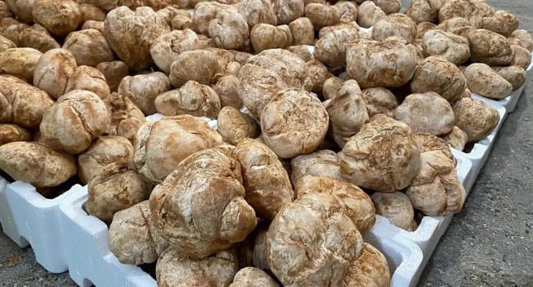حبة الفقع تصل لرقم خيالي في السعودية وتُباع في مزاد واسع نبات الفقع