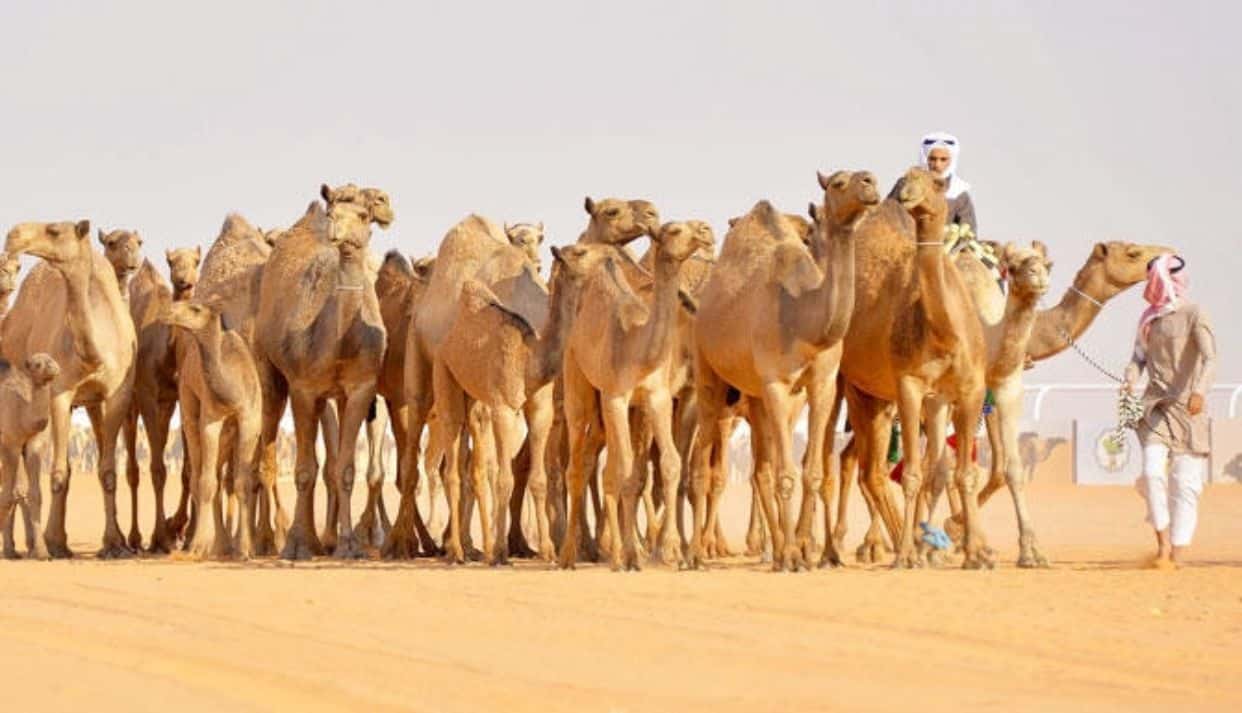 لبن وبول الإبل يعالجان التوحد والسرطان والسكري