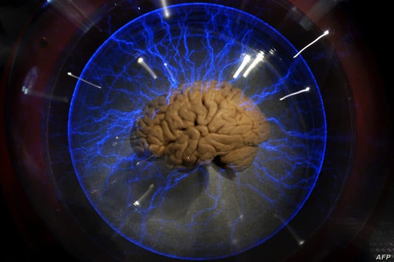 علماء ينجحون في زراعة "أدمغة صغيرة"  لدراسة الإدراك لكن فيما سيتم استخدامها؟